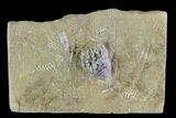 Tiny Platycrinites Crinoid - Crawfordsville, Indiana #94799-1